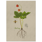 Vintage style botanical illustration of a strawberry plant showing roots leaves white blossoms ripe red strawberries and a small bee on a textured paper background designed by Noemi Marozsan
