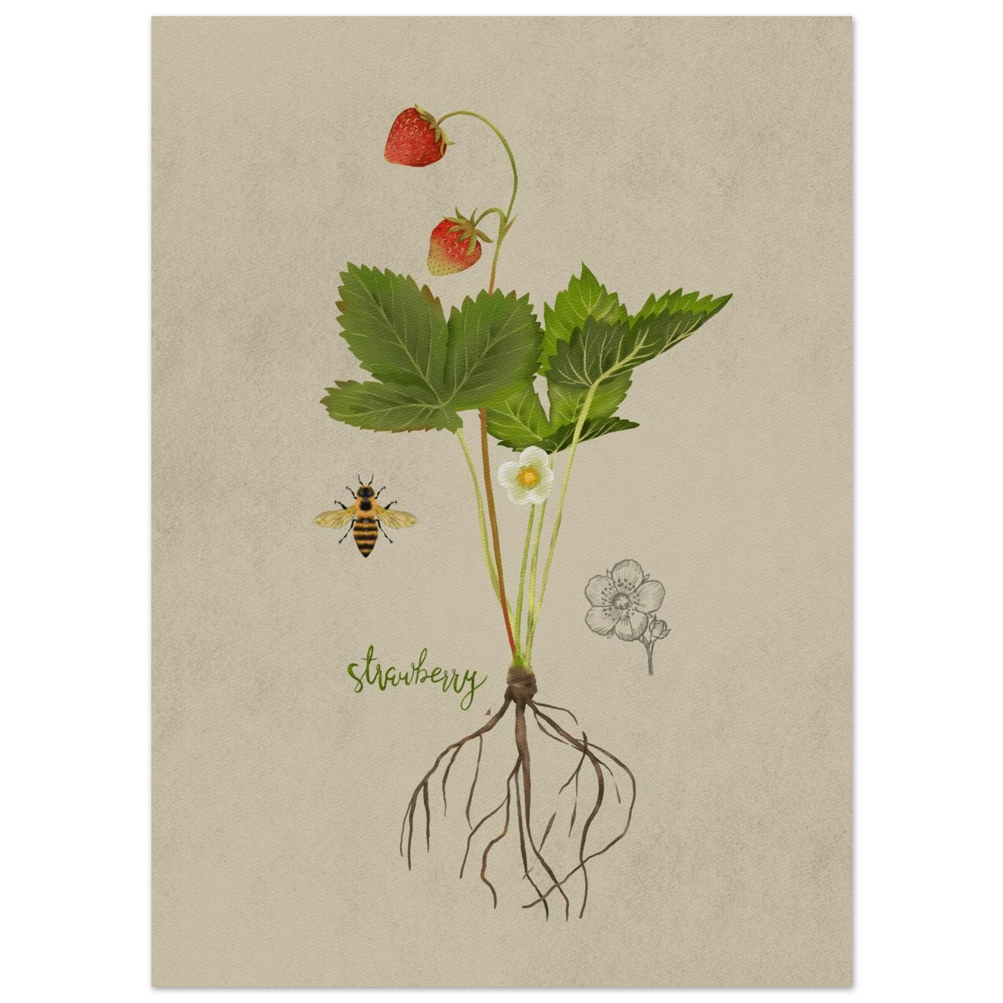 Vintage style botanical illustration of a strawberry plant showing roots leaves white blossoms ripe red strawberries and a small bee on a textured paper background designed by Noemi Marozsan